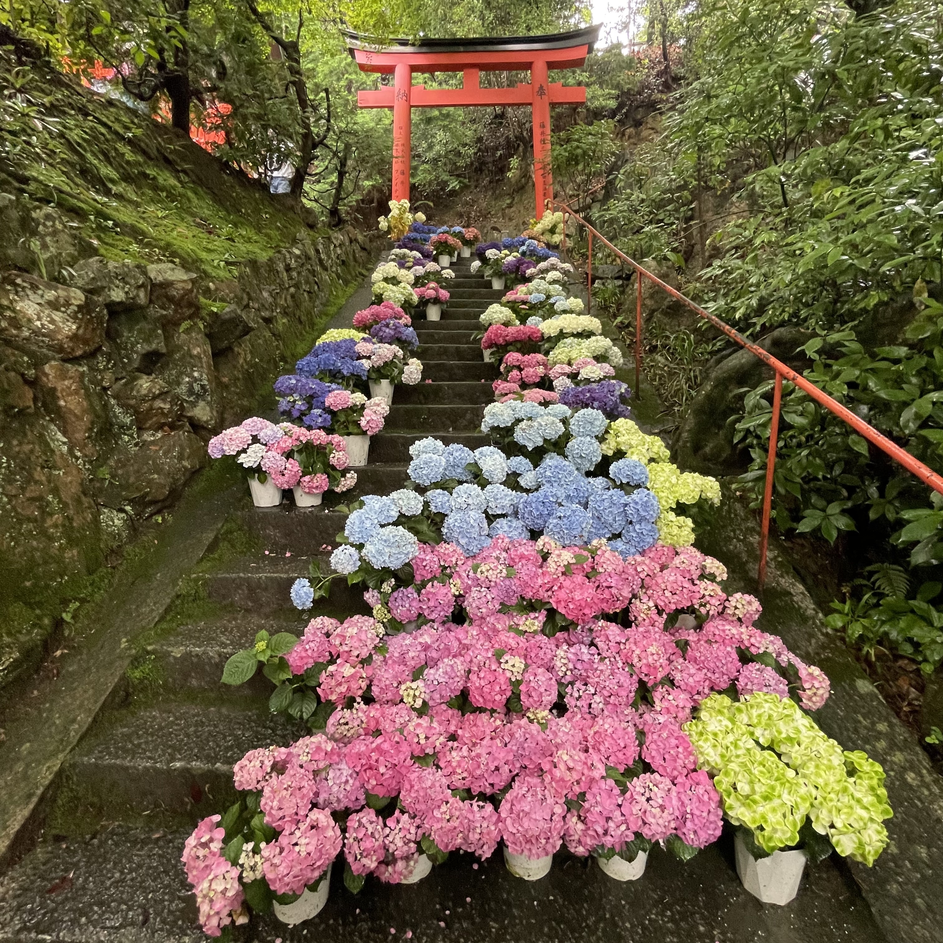 紫陽花　鳥居　柳谷観音