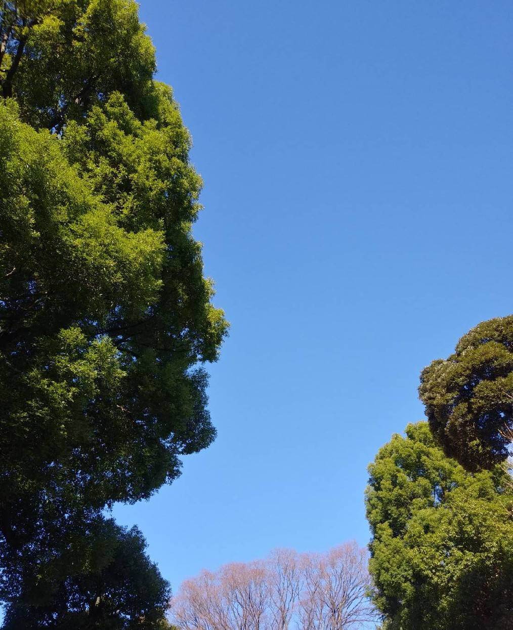 お正月　青空