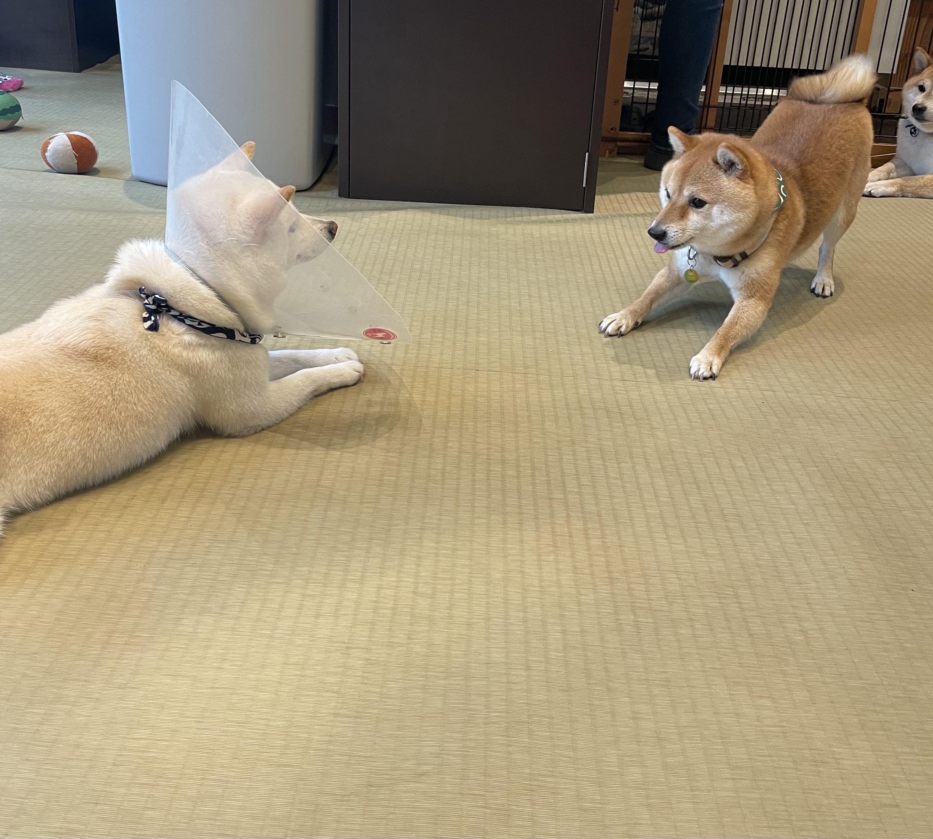 原宿乃豆柴カフェ　柴犬　