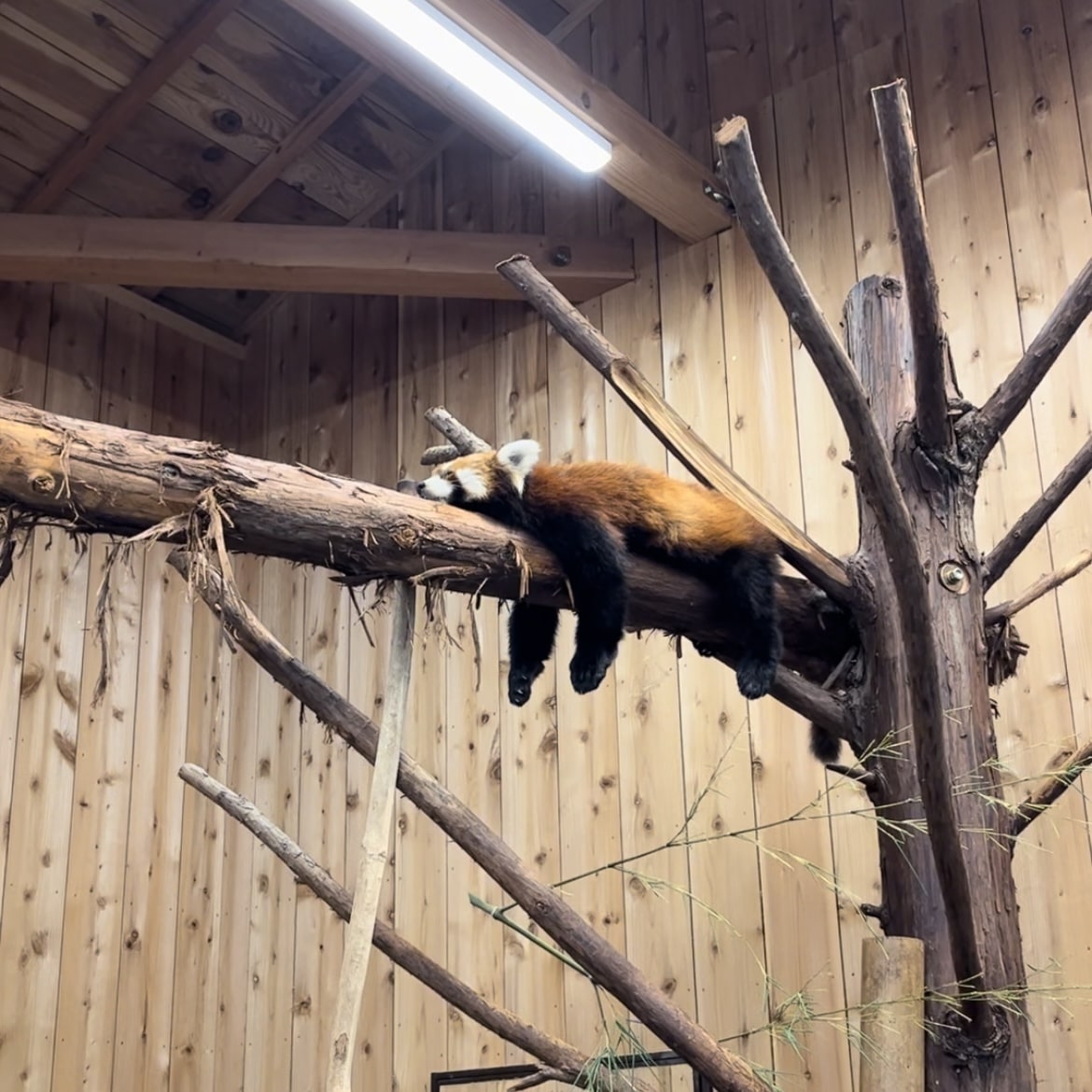 レッサーパンダ　レッサーパンダ館