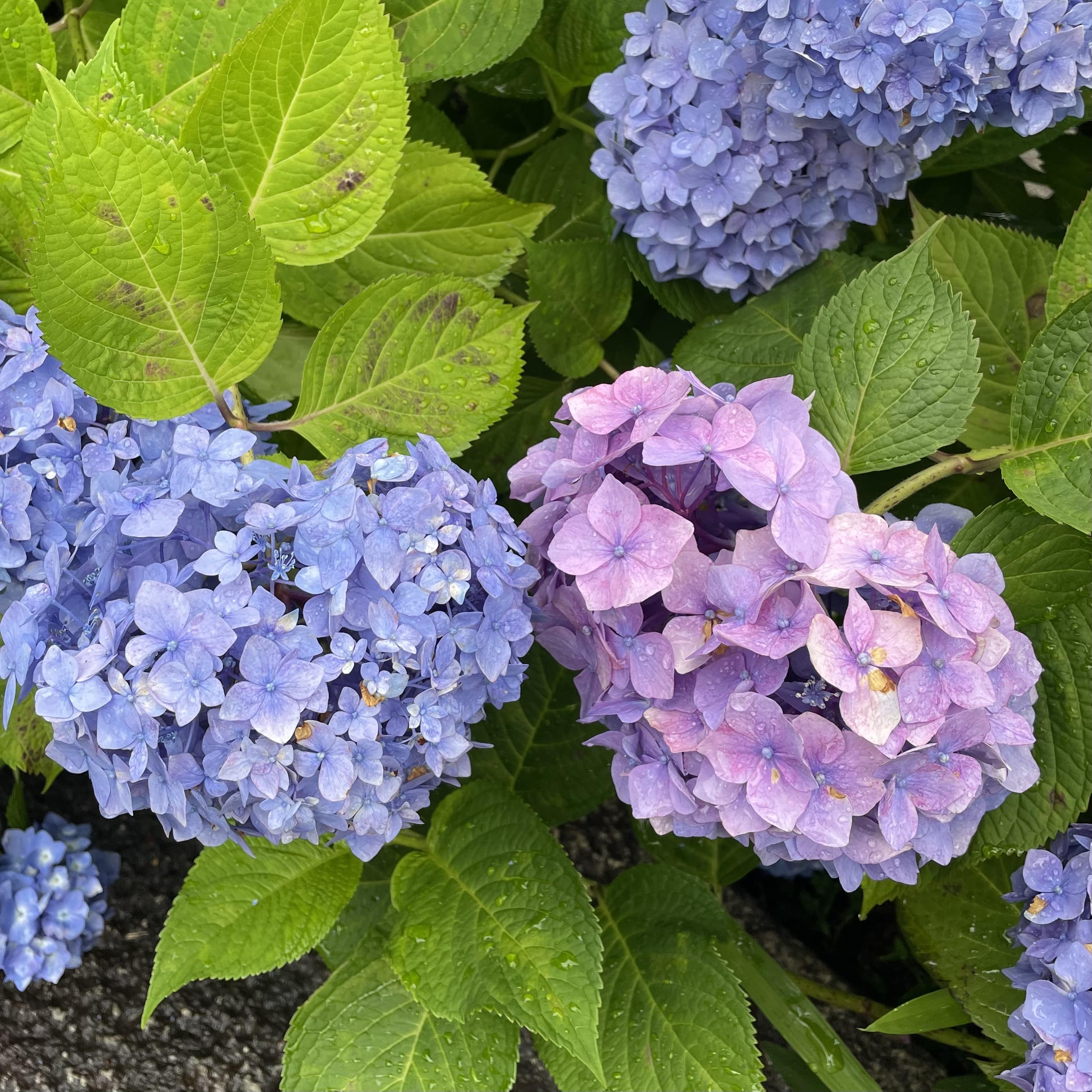 あじさい　紫陽花　京都