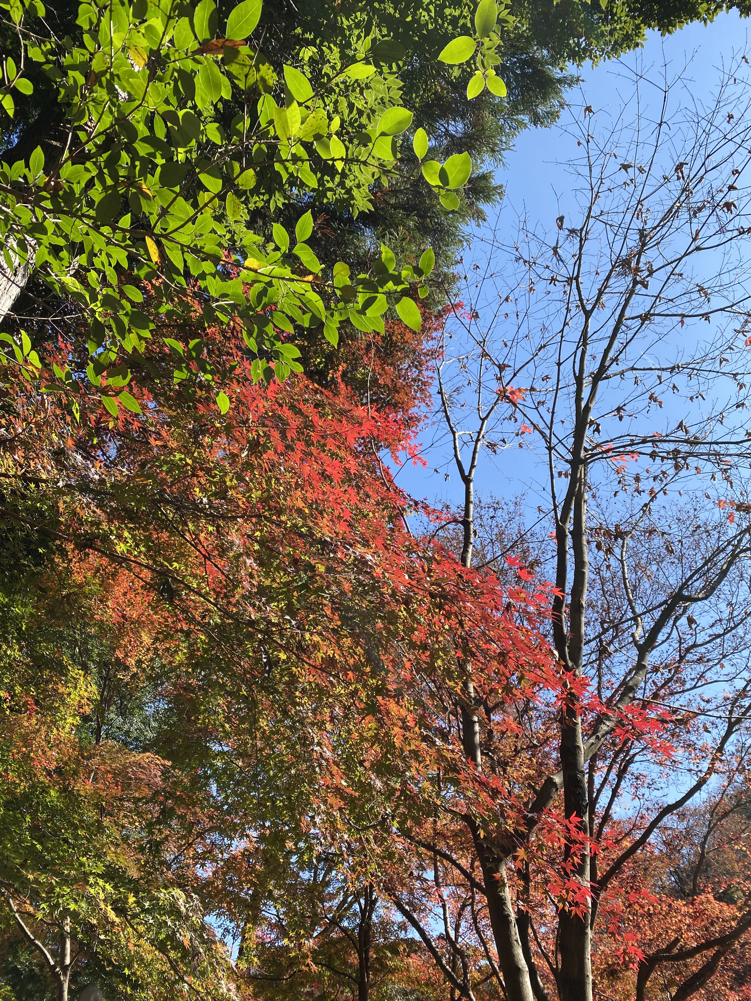 紅葉が綺麗な11月に、東京都八王子市にある高尾山で撮った写真です。青い空と、緑の葉、紅葉が始まって赤やオレンジに染まった葉が写っています。