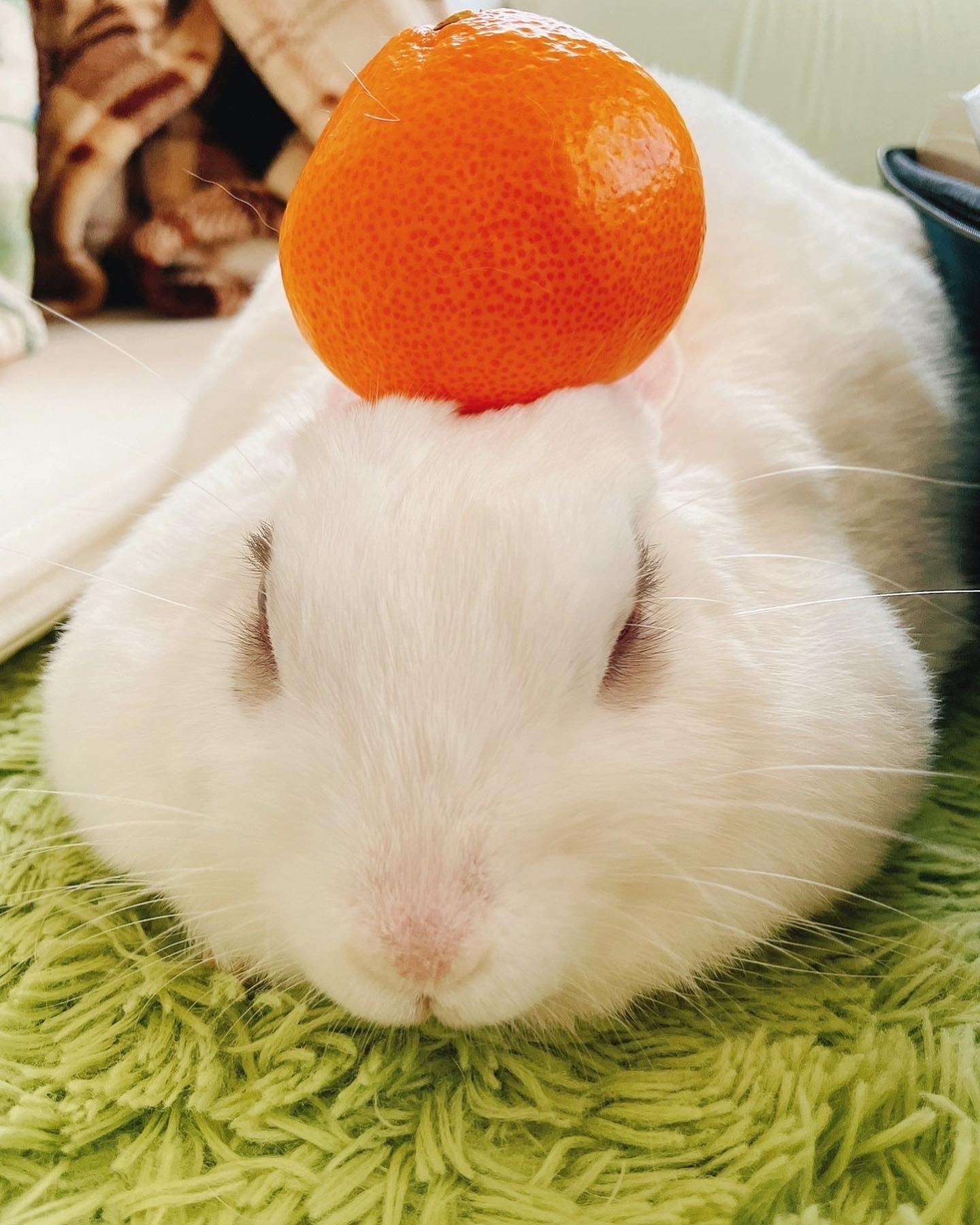 うさぎ　みかん　鏡餅