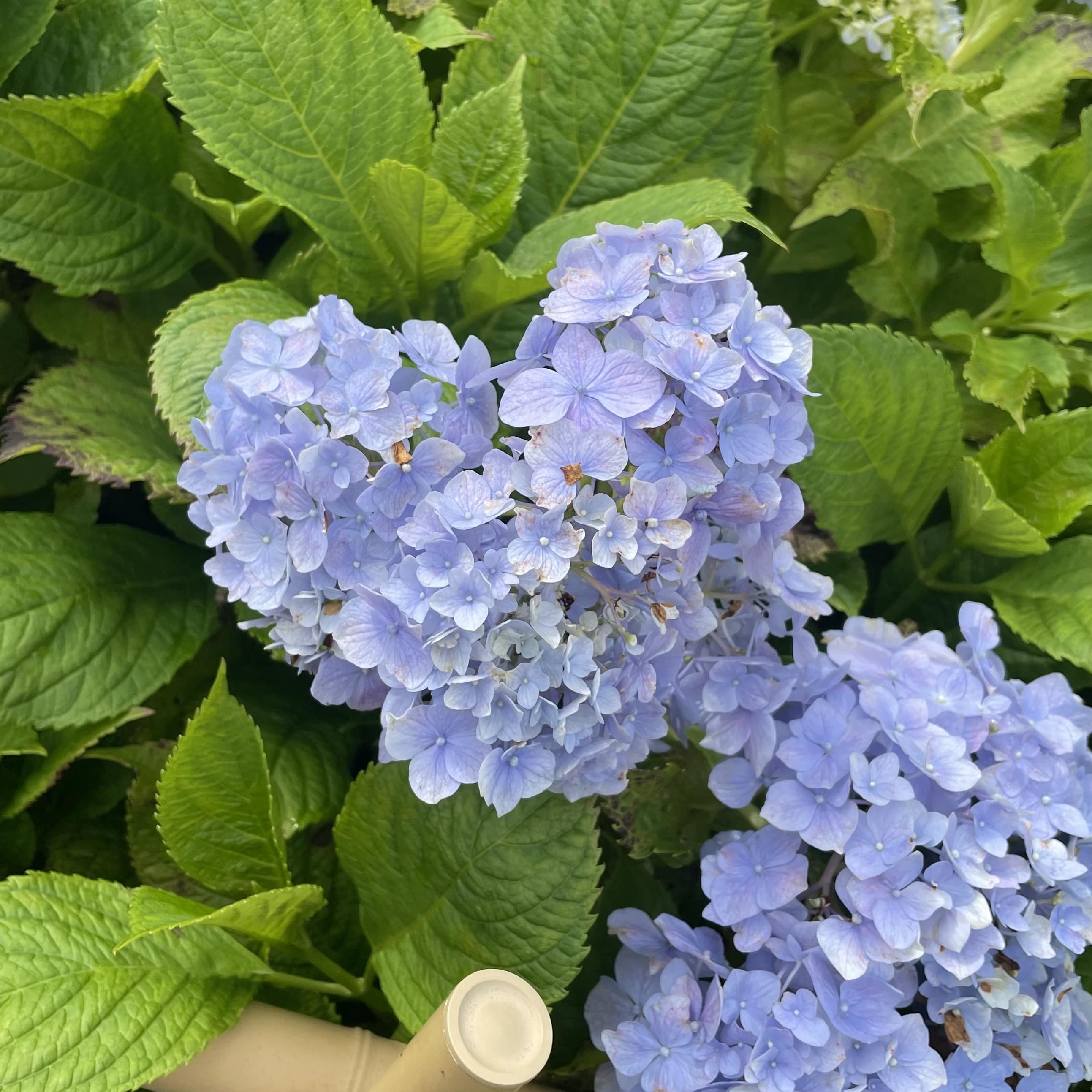 紫陽花　ハート　三室戸寺