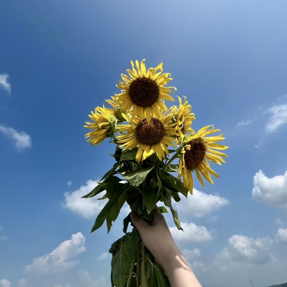 益子町ひまわり畑　摘んだひまわり