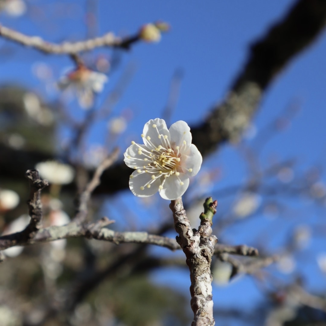 兼六園　梅の花