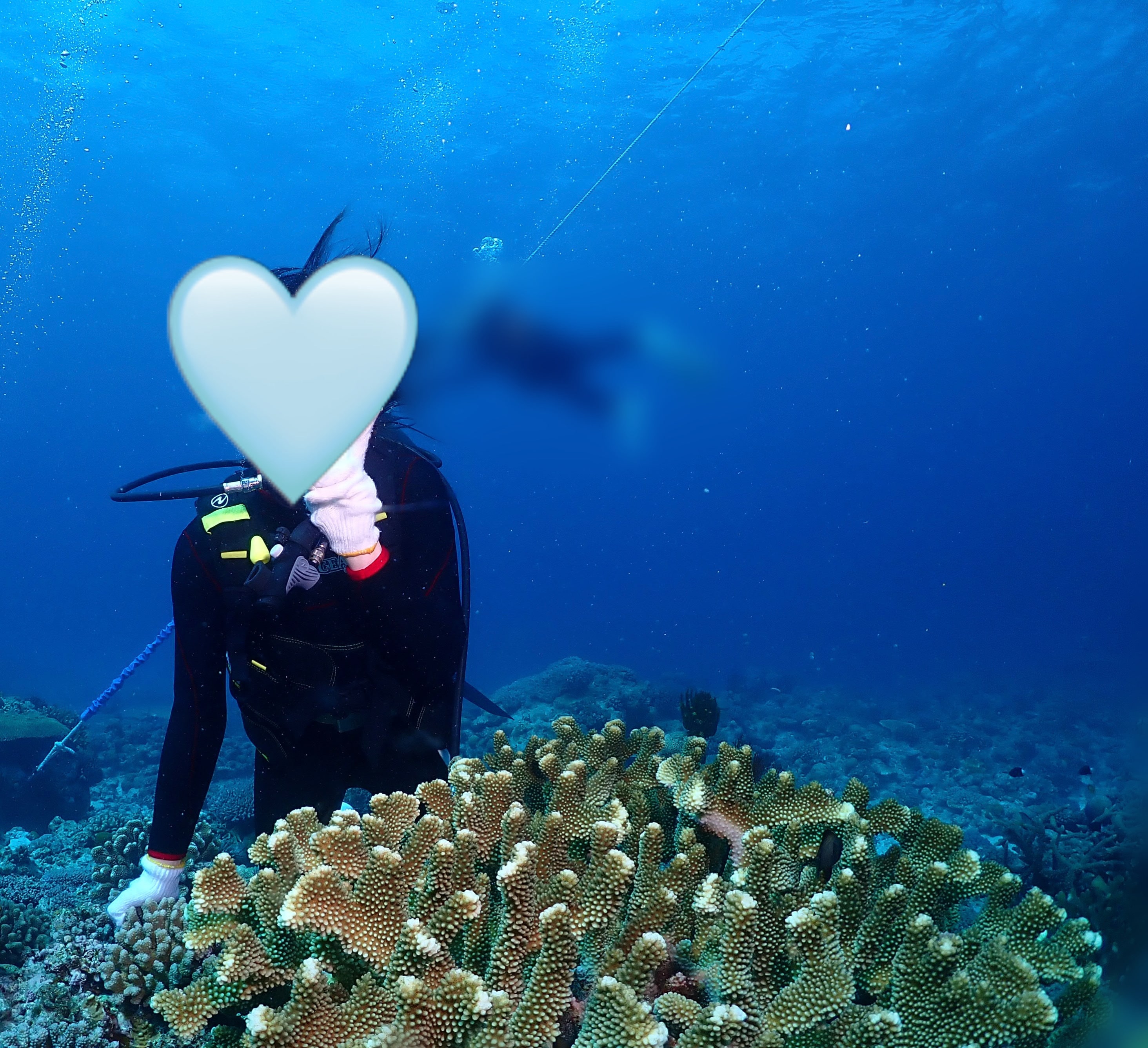 ダイビング、サンゴ礁、海