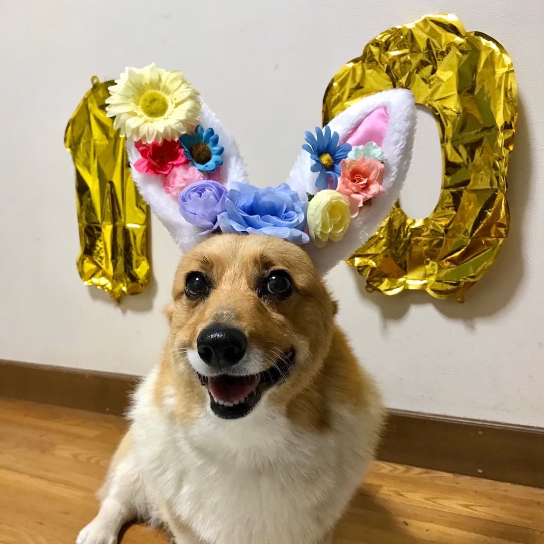 10歳の誕生日を迎えた愛犬