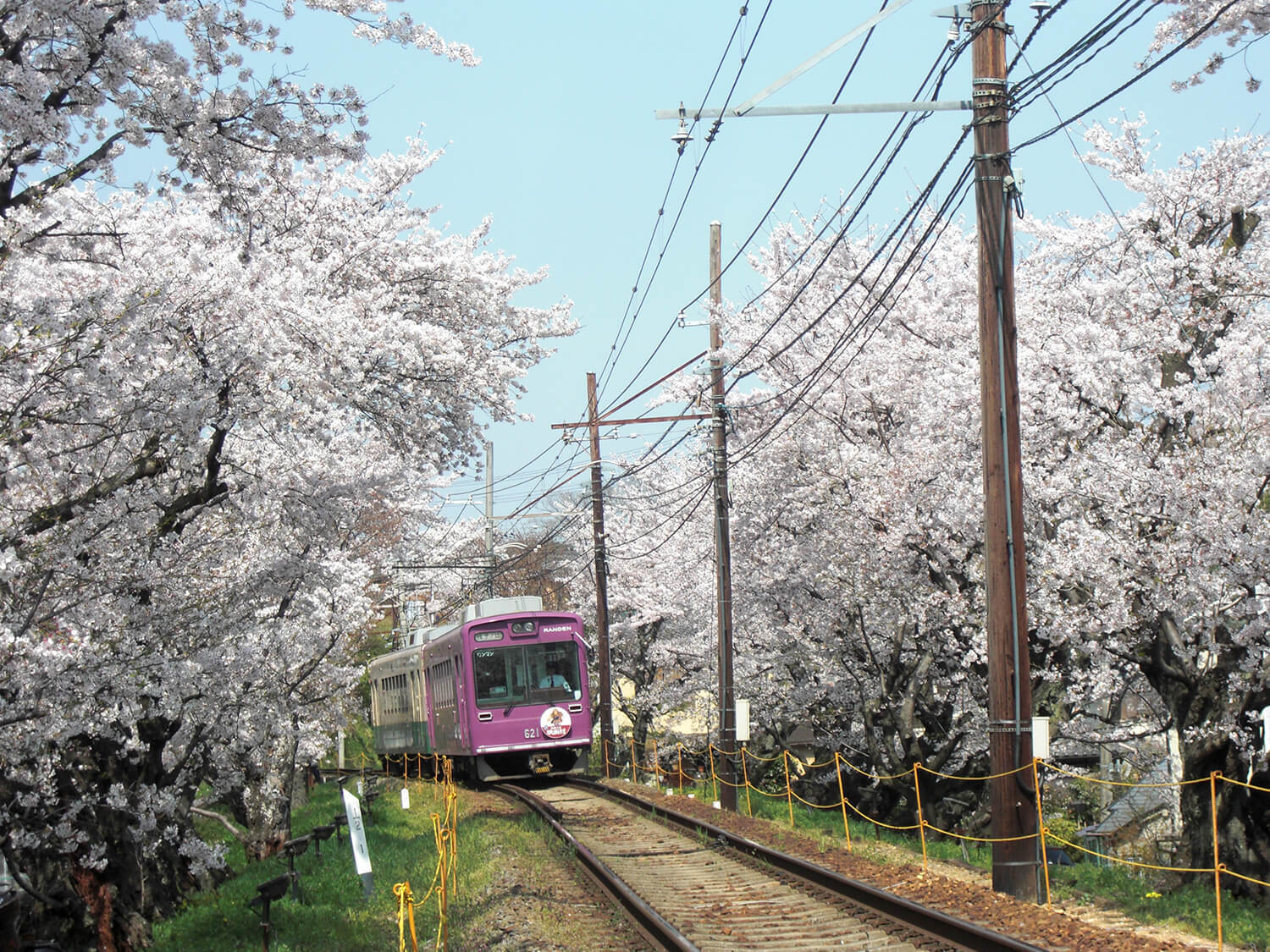 桜のトンネル