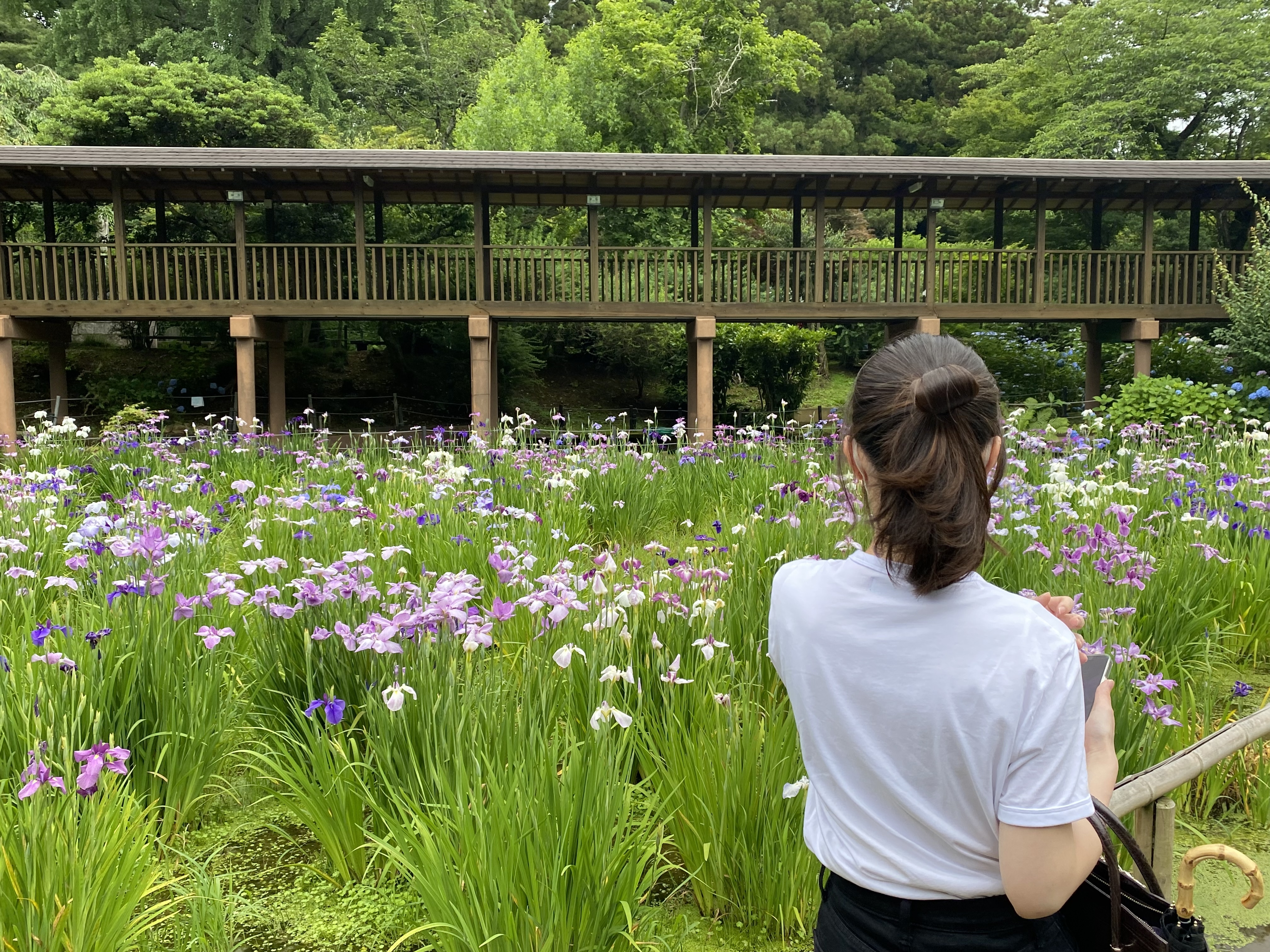 花菖蒲の写真