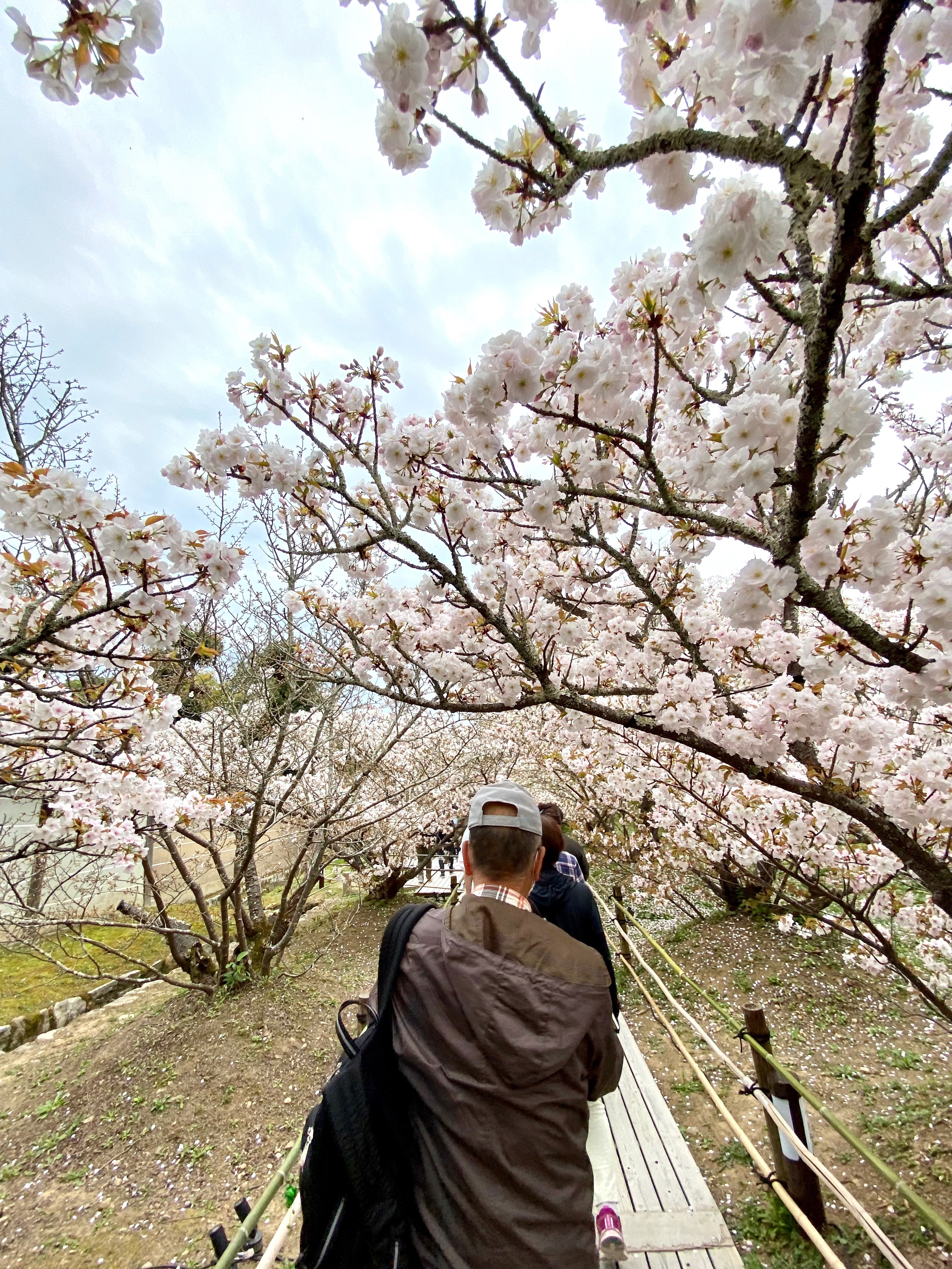 御室桜　仁和寺　観覧台　御室花まつり特別入山　順路