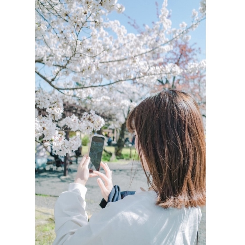 嵐山にて桜を撮る人