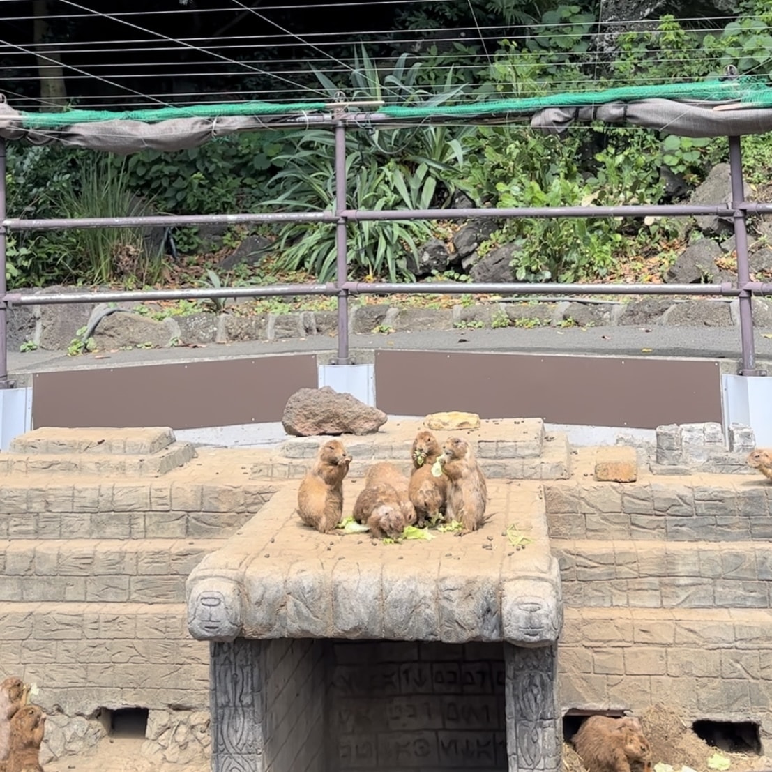 プレーリードッグ　食事中　
