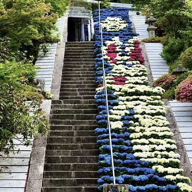 あじさいアート　三室戸寺