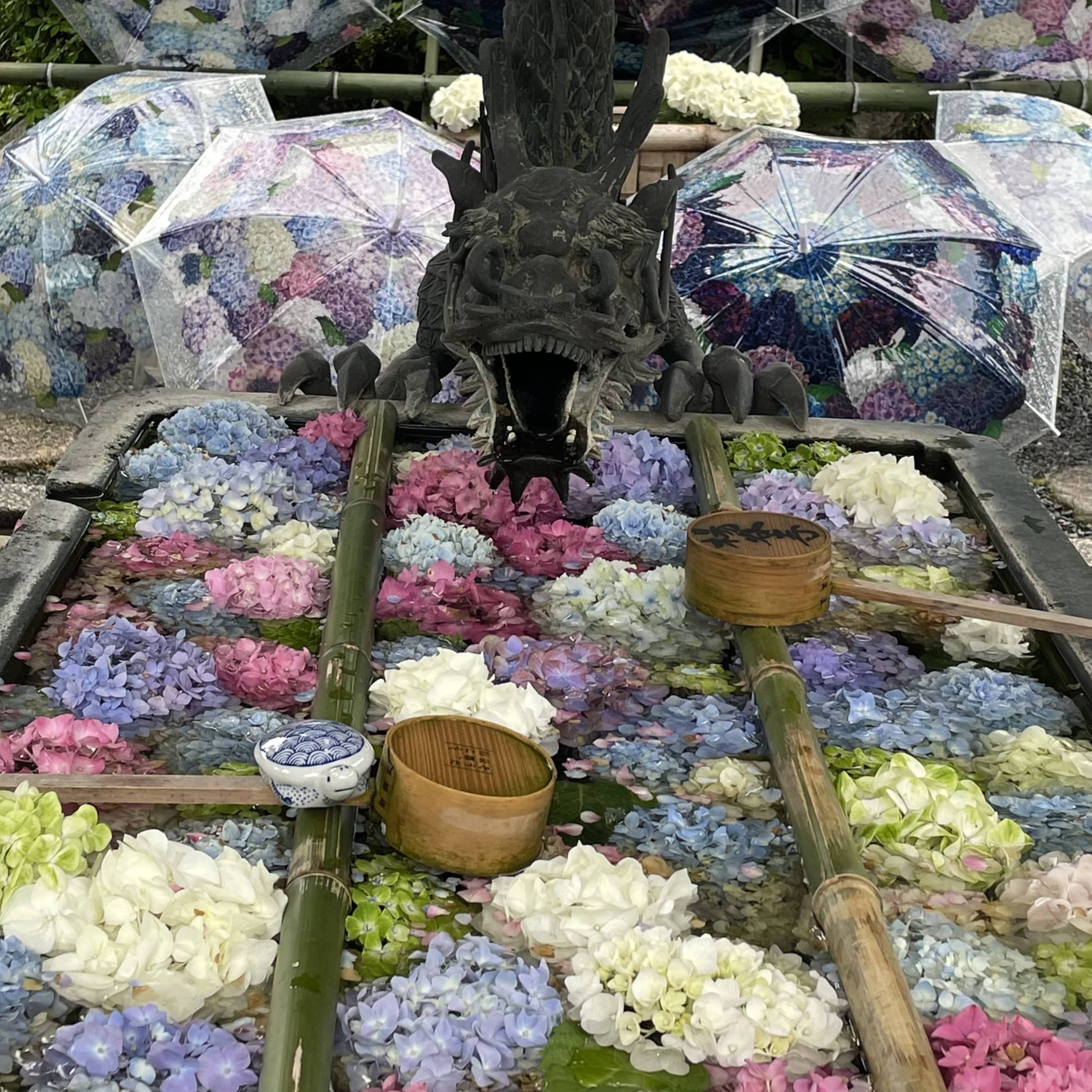 花手水 紫陽花 柳谷観音